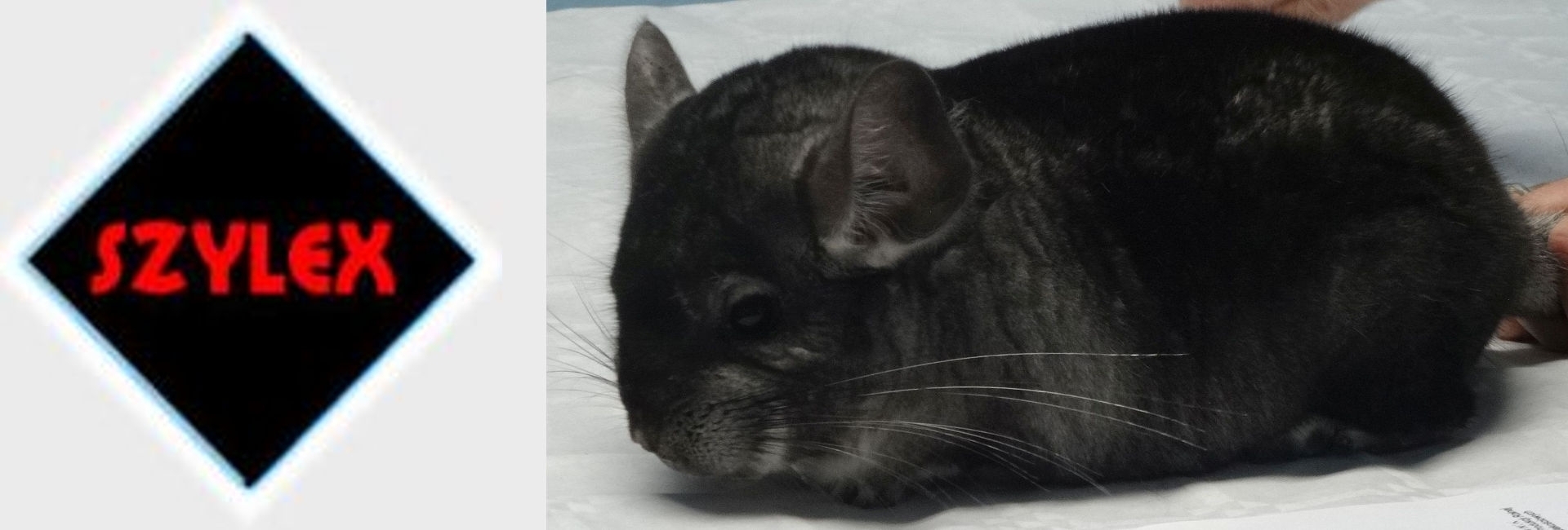 SZYLEX ჩინჩილას მოშენება საკვების ნარევები ჩინჩილას გალიები პოლონეთში 02