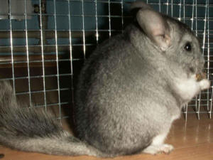 SZYLEX ჩინჩილას მოშენება საკვების ნარევები ჩინჩილას გალიები პოლონეთში 01