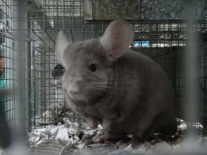 SZYLEX ჩინჩილას მოშენება საკვების ნარევები ჩინჩილას გალიები პოლონეთში 02