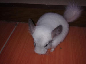 SZYLEX ჩინჩილას მოშენება საკვების ნარევები ჩინჩილას გალიები პოლონეთში 03