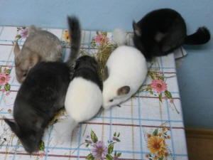 SZYLEX ჩინჩილას მოშენება საკვების ნარევები ჩინჩილას გალიები პოლონეთში 04