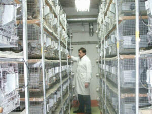 SZYLEX ჩინჩილას მოშენება საკვების ნარევები ჩინჩილას გალიები პოლონეთში 05