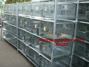 SZYLEX ჩინჩილას მოშენება საკვების ნარევები ჩინჩილას გალიები პოლონეთში 08