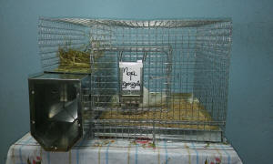 SZYLEX ჩინჩილას მოშენება საკვების ნარევები ჩინჩილას გალიები პოლონეთში 10